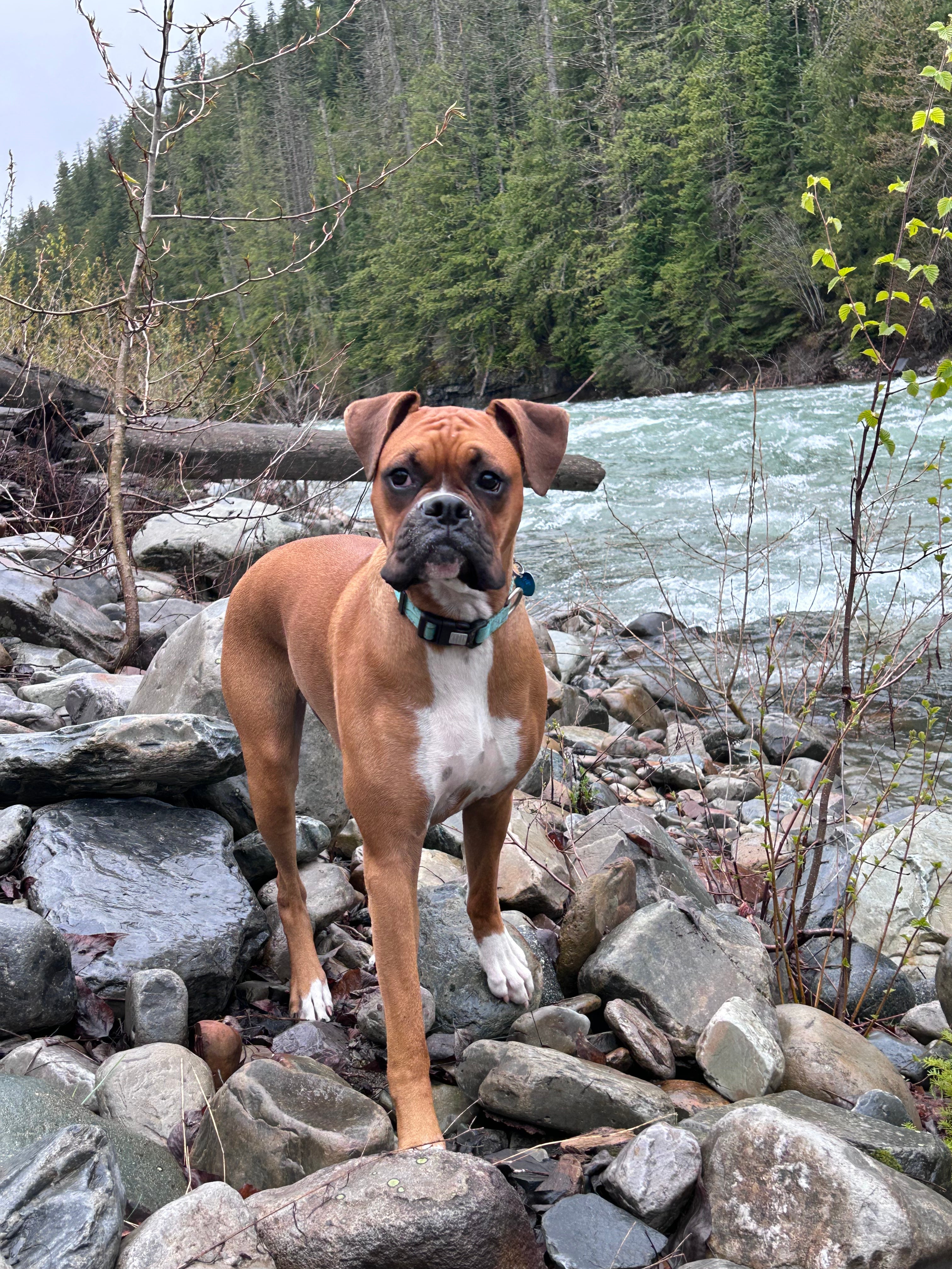 Meet Aspen: Our Four-Legged No Worries Adventurer
